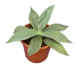 Agave Weberi - Pot Ø 26 Cm