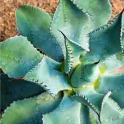 Agave Potatorum - Pot Ø 17 Cm -Flora Hart Verkoopwinkel 1991669265