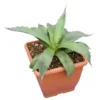 Agave Montana - Pot 14 X 14 Cm -Flora Hart Verkoopwinkel 1991669286