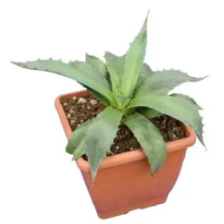 Agave Montana - Pot 14 X 14 Cm
