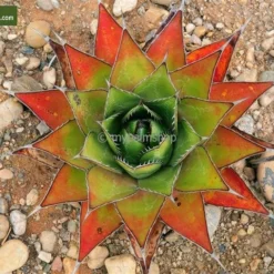 Agave Montana - Pot 14 X 14 Cm -Flora Hart Verkoopwinkel 1991669292