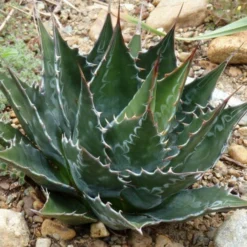 Agave Montana - Pot 14 X 14 Cm -Flora Hart Verkoopwinkel 1991669295