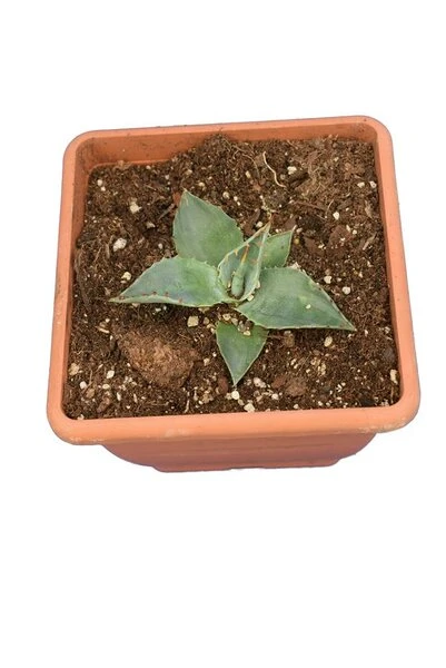 Agave Havardiana - Pot 14 X 14 Cm 3 Agave Havardiana - Pot 14 X 14 Cm
