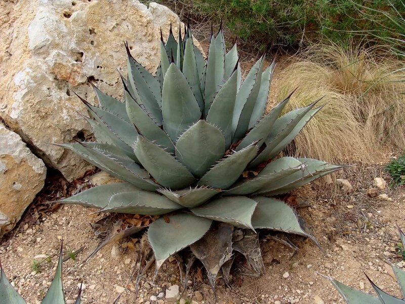 Agave Havardiana - Pot 14 X 14 Cm 4 Agave Havardiana - Pot 14 X 14 Cm - Afbeelding 2