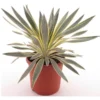Yucca Gloriosa Citrus - Pot Ø 26 Cm -Flora Hart Verkoopwinkel 1991670078