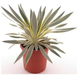 Yucca Gloriosa Citrus - Pot Ø 26 Cm
