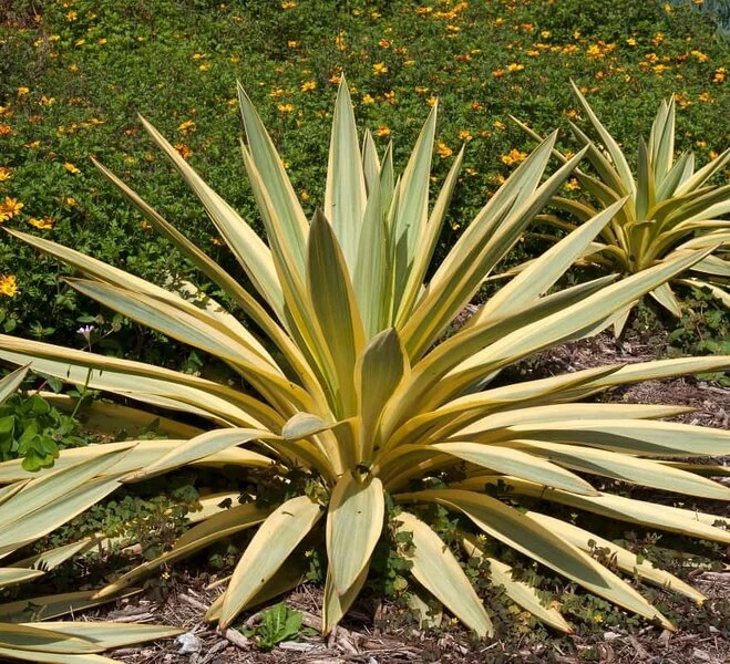 Yucca Gloriosa Citrus - Pot Ø 26 Cm 4 Yucca Gloriosa Citrus - Pot Ø 26 Cm - Afbeelding 2