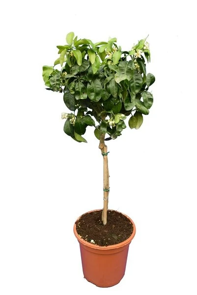 Citrus Paradisi Rood - Stam 15-25 Cm - Totale Hoogte 50-60 Cm - Pot 11 X 11 Cm 4 Citrus Paradisi Rood - Stam 15-25 Cm - Totale Hoogte 50-60 Cm - Pot 11 X 11 Cm - Afbeelding 2