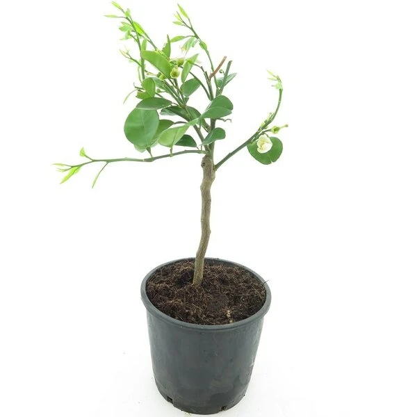 Citrus Paradisi Geel - Stam 15-25 Cm - Totale Hoogte 40-50 Cm - Pot Ø 16 Cm 4 Citrus Paradisi Geel - Stam 15-25 Cm - Totale Hoogte 40-50 Cm - Pot Ø 16 Cm - Afbeelding 2