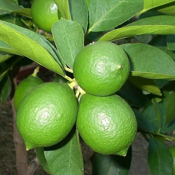 Citrus Latifolia - Stam 15-25 Cm - Totale Hoogte 50-60 Cm - Pot 13 Cm 3 Citrus Latifolia - Stam 15-25 Cm - Totale Hoogte 50-60 Cm - Pot 13 Cm