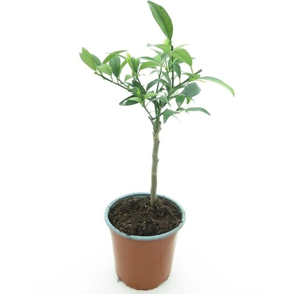 Citrus Kumquat - Stam 15-25 Cm - Totale Hoogte 40-50 Cm - Pot Ø 15 Cm 4 Citrus Kumquat - Stam 15-25 Cm - Totale Hoogte 40-50 Cm - Pot Ø 15 Cm - Afbeelding 2