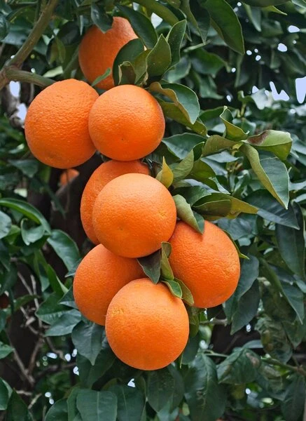 Citrus Sinensis - Stam 15-25 Cm - Totale Hoogte 50-60 Cm - Pot Ø 13 Cm 4 Citrus Sinensis - Stam 15-25 Cm - Totale Hoogte 50-60 Cm - Pot Ø 13 Cm - Afbeelding 2