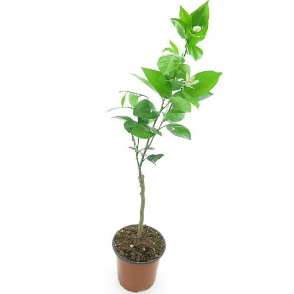 Citrus Sinensis - Stam 15-25 Cm - Totale Hoogte 50-60 Cm - Pot Ø 13 Cm 5 Citrus Sinensis - Stam 15-25 Cm - Totale Hoogte 50-60 Cm - Pot Ø 13 Cm - Afbeelding 3