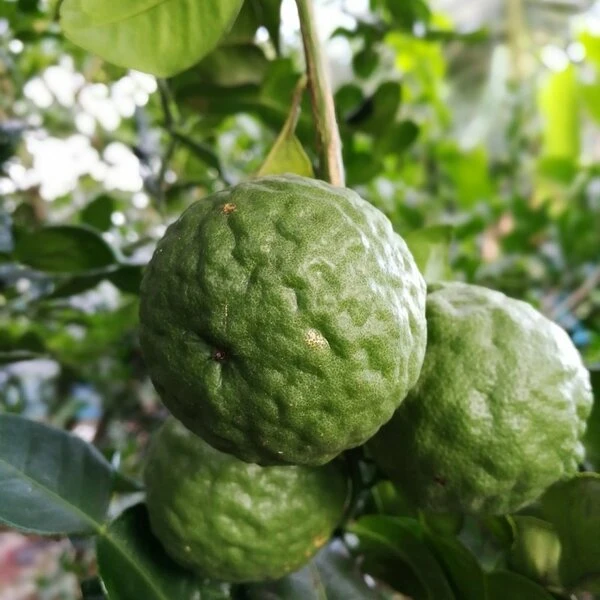 Citrus Hystrix - Totale Hoogte 60-80 Cm - Pot Ø 23 Cm 3 Citrus Hystrix - Totale Hoogte 60-80 Cm - Pot Ø 23 Cm