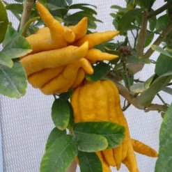 Citrus Medica Var. Sarcodactylis Digitata - Totale Hoogte 80-100 Cm - Pot Ø 23 Cm -Flora Hart Verkoopwinkel 1991670318