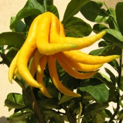 Citrus Medica Var. Sarcodactylis Digitata - Totale Hoogte 80-100 Cm - Pot Ø 23 Cm -Flora Hart Verkoopwinkel 1991670321