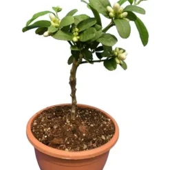 Citrus Medica Var. Sarcodactylis Digitata - Totale Hoogte 80-100 Cm - Pot Ø 23 Cm -Flora Hart Verkoopwinkel 1991670324