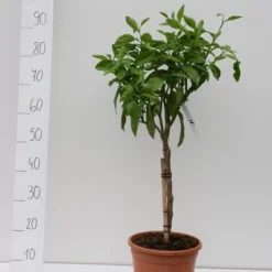 Citrus Paradisi - Stam 30-40 Cm - Totale Hoogte 80-100 Cm - Pot Ø 24 Cm -Flora Hart Verkoopwinkel 1991670372