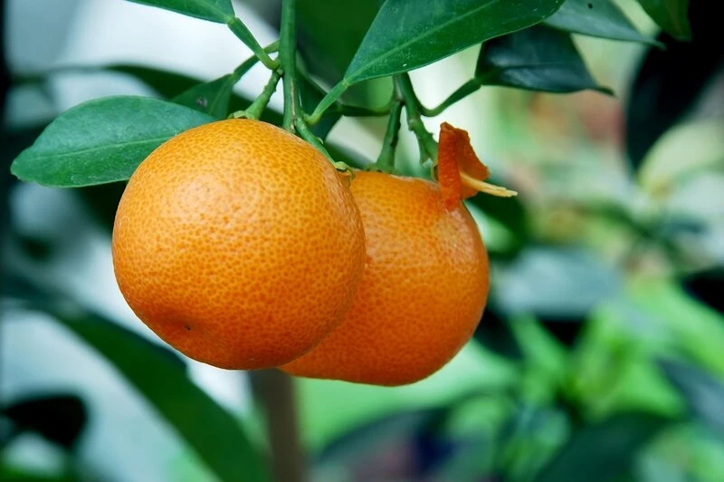 Citrus Mitis Calamondine - Stam 30-40 Cm - Totale Hoogte 70-100 Cm - Pot Ø 22 Cm 3 Citrus Mitis Calamondine - Stam 30-40 Cm - Totale Hoogte 70-100 Cm - Pot Ø 22 Cm