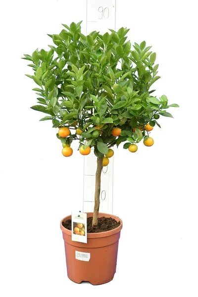 Citrus Mitis Calamondine - Stam 30-40 Cm - Totale Hoogte 70-100 Cm - Pot Ø 22 Cm 4 Citrus Mitis Calamondine - Stam 30-40 Cm - Totale Hoogte 70-100 Cm - Pot Ø 22 Cm - Afbeelding 2