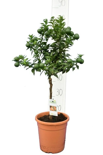 Citrus Myrtifolia - Stam 30-40 Cm - Totale Hoogte 70-100 Cm - Pot 20 Cm 3 Citrus Myrtifolia - Stam 30-40 Cm - Totale Hoogte 70-100 Cm - Pot 20 Cm