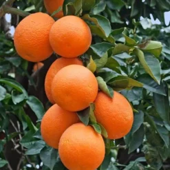Citrus Sinensis - Pot 2 Ltr -Flora Hart Verkoopwinkel 1991670435