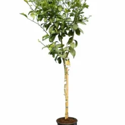 Citrus Limon - Totale Hoogte 150-170 Cm - Ø 26 Cm Pot