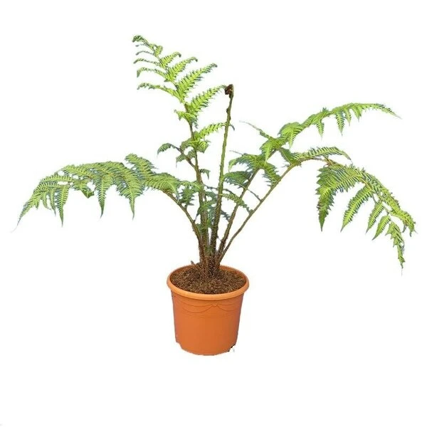 Cyathea Cooperi - Totale Hoogte 80+ Cm - Pot Ø 30 Cm 2 Cyathea Cooperi - Totale Hoogte 80+ Cm - Pot Ø 30 Cm