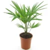 Trachycarpus Fortunei Frosty - Totale Hoogte 60-80 Cm - Pot Γ 21 Cm 2 Trachycarpus Fortunei Frosty - Totale Hoogte 60-80 Cm - Pot Γ 21 Cm -Flora Hart Verkoopwinkel 1991671419