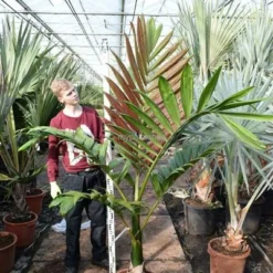 Chambeyronia Macrocarpa - Totale Hoogte 150-170 Cm - Pot Ø 40 Cm [pallet] -Flora Hart Verkoopwinkel 1991699304