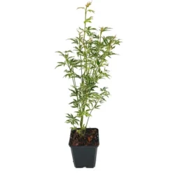 Acer Palmatum Butterfly - Totale Hoogte 50-60 Cm - Pot 3 Ltr -Flora Hart Verkoopwinkel 1991735475