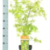 Acer Palmatum Katsura Totale Hoogte 50-60 Cm - Pot 3 Ltr 2 Acer Palmatum Katsura Totale Hoogte 50-60 Cm - Pot 3 Ltr -Flora Hart Verkoopwinkel 1991735580