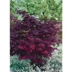 Acer Palmatum Atropurpureum - Totale Hoogte 60-80 Cm - Pot 3 Ltr -Flora Hart Verkoopwinkel 1991738979