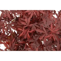 Acer Palmatum Atropurpureum - Totale Hoogte 60-80 Cm - Pot 3 Ltr -Flora Hart Verkoopwinkel 1991738988