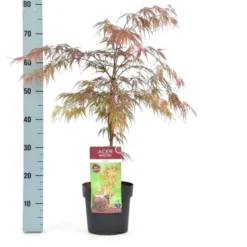Acer Palmatum Dissectum Garnet - Totale Hoogte 50-60 Cm - Pot 3 Ltr -Flora Hart Verkoopwinkel 1991739351