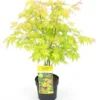 Acer Palmatum Orange Dream - Totale Hoogte 60-80 Cm - Pot 3 Ltr -Flora Hart Verkoopwinkel 1991739396