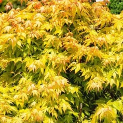 Acer Palmatum Orange Dream - Totale Hoogte 60-80 Cm - Pot 3 Ltr -Flora Hart Verkoopwinkel 1991739405