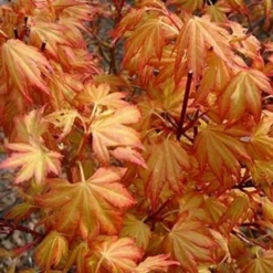 Acer Palmatum Orange Dream - Totale Hoogte 60-80 Cm - Pot 3 Ltr -Flora Hart Verkoopwinkel 1991739408