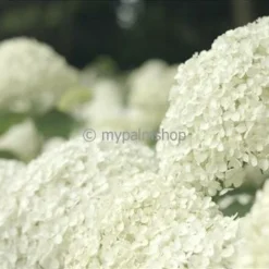 Hydrangea Arborescens Strong Annabelle - Pot 3 Ltr -Flora Hart Verkoopwinkel 1991739540