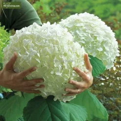 Hydrangea Arborescens Strong Annabelle - Pot 3 Ltr -Flora Hart Verkoopwinkel 1991739543