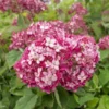 Hydrangea Arborescens Ruby Annabelle - Pot 3 Ltr 2 Hydrangea Arborescens Ruby Annabelle - Pot 3 Ltr -Flora Hart Verkoopwinkel 1991739669