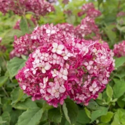 Hydrangea Arborescens Ruby Annabelle - Pot 3 Ltr