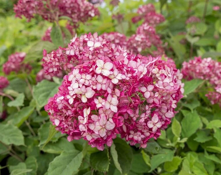 Hydrangea Arborescens Ruby Annabelle - Pot 3 Ltr 3 Hydrangea Arborescens Ruby Annabelle - Pot 3 Ltr