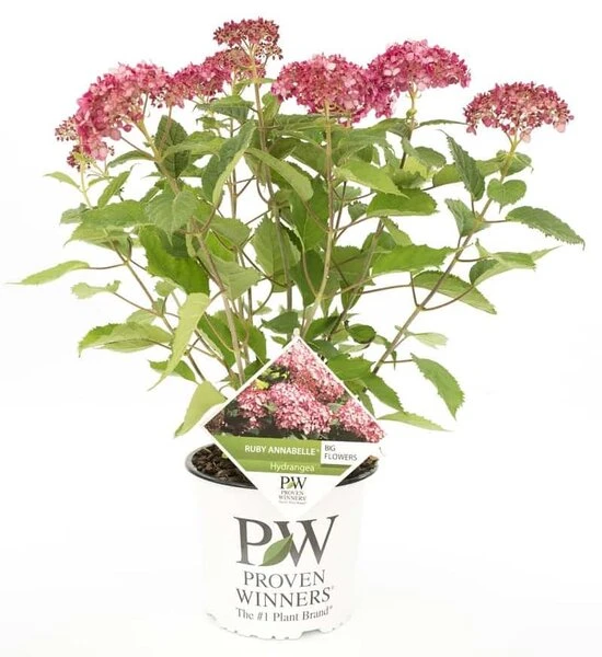 Hydrangea Arborescens Ruby Annabelle - Pot 3 Ltr 4 Hydrangea Arborescens Ruby Annabelle - Pot 3 Ltr - Afbeelding 2