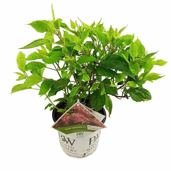 Hydrangea Arborescens Ruby Annabelle - Pot 3 Ltr 5 Hydrangea Arborescens Ruby Annabelle - Pot 3 Ltr - Afbeelding 3