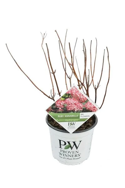 Hydrangea Arborescens Ruby Annabelle - Pot 3 Ltr 6 Hydrangea Arborescens Ruby Annabelle - Pot 3 Ltr - Afbeelding 4