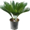 Cycas Revoluta - Totale Hoogte 50-60 Cm - Pot Ø 14 Cm 1 Cycas Revoluta - Totale Hoogte 50-60 Cm - Pot Ø 14 Cm -Flora Hart Verkoopwinkel 1991739909