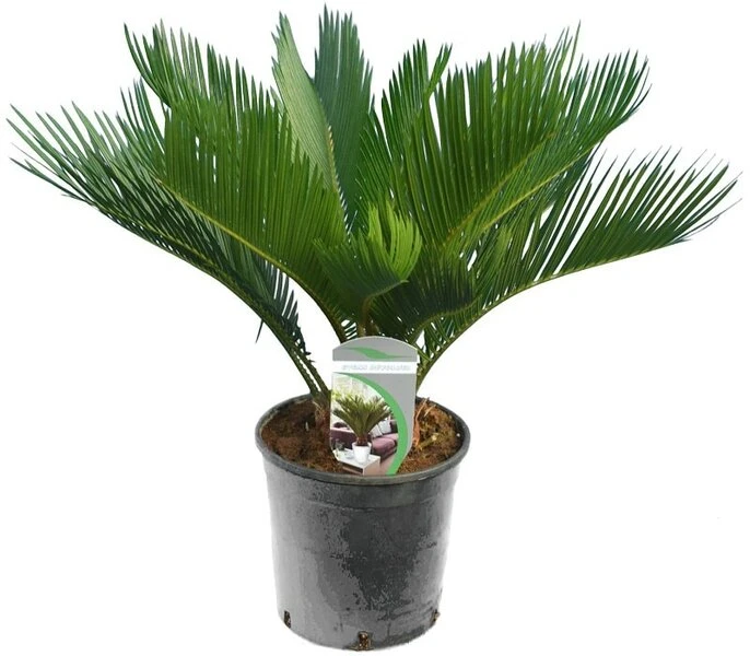 Cycas Revoluta - Totale Hoogte 50-60 Cm - Pot Ø 14 Cm 3 Cycas Revoluta - Totale Hoogte 50-60 Cm - Pot Ø 14 Cm