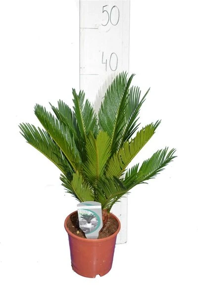 Cycas Revoluta - Totale Hoogte 50-60 Cm - Pot Ø 14 Cm 4 Cycas Revoluta - Totale Hoogte 50-60 Cm - Pot Ø 14 Cm - Afbeelding 2