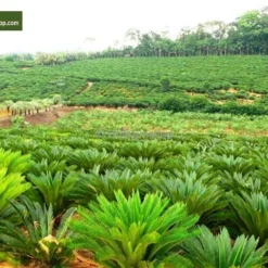 Cycas Revoluta - Totale Hoogte 50-60 Cm - Pot Ø 14 Cm 9 Cycas Revoluta - Totale Hoogte 50-60 Cm - Pot Ø 14 Cm -Flora Hart Verkoopwinkel 1991739915